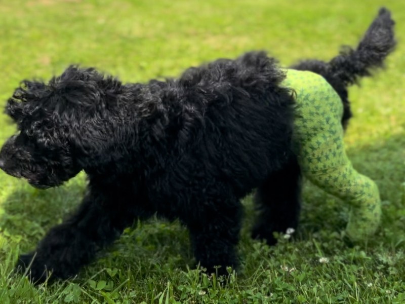 LIFE WITH A PUPPY WITH BROKEN&nbsp;LEG