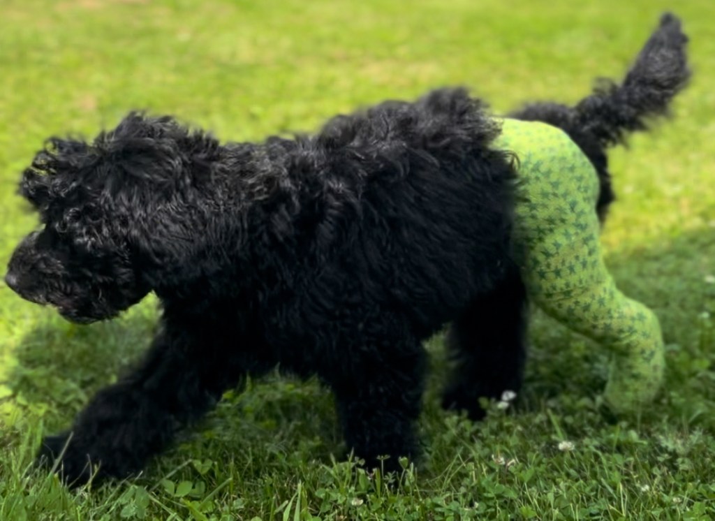 LIFE WITH A PUPPY WITH BROKEN&nbsp;LEG